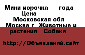 Мини йорочка 3,5 года › Цена ­ 10 000 - Московская обл., Москва г. Животные и растения » Собаки   